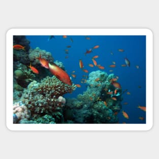 marine and aquatic life Sticker